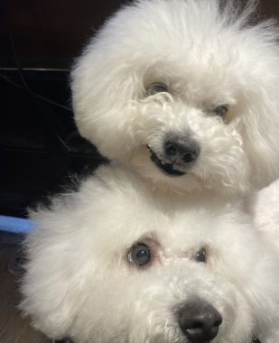 ビションフリーゼ　おもち  ふくリハビリおもちのドンピノキオ IMG_8433-309x380