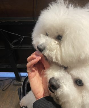ビションフリーゼ　おもち  ふくリハビリおもちのドンピノキオ IMG_8436-313x380