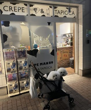 ビションフリーゼ　おもち  ふくリハビリおもちのドンピノキオ IMG_8442-315x380
