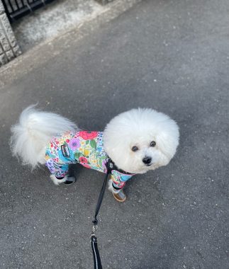ビションフリーゼ　おもち  おもさんぽ彡 IMG_8447-323x380