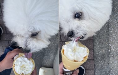 ビションフリーゼ　おもち  おもふくさんぽ彡おじランチ BDABFBB9-BABF-4ACA-8A7A-BD70C44529BD-380x244