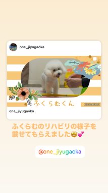 ビションフリーゼ　おもち  おもさんぽ彡 D09D92E9-426F-4CBC-BEFC-6925ED90173C-214x380