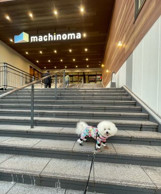ビションフリーゼ　おもち  おもさんぽ彡 IMG_8448-316x380