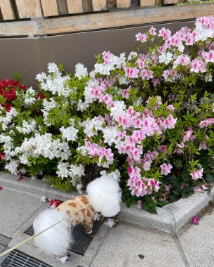 ビションフリーゼ　おもち  おもさんぽ彡 IMG_8459-305x380