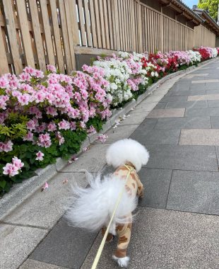 ビションフリーゼ　おもち  おもさんぽ彡 IMG_8460-310x380