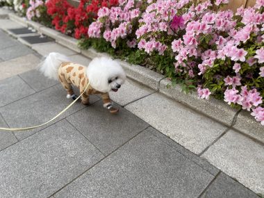 ビションフリーゼ　おもち  おもさんぽ彡 IMG_8462-380x285