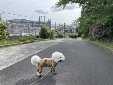 ビションフリーゼ　おもち  おもさんぽ彡 IMG_8466-380x285