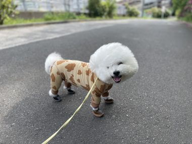 ビションフリーゼ　おもち  おもさんぽ彡 IMG_8469-380x285