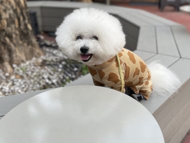 ビションフリーゼ　おもち  おもさんぽ彡 IMG_8470-380x285