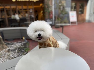 ビションフリーゼ　おもち  おもさんぽ彡 IMG_8471-380x285