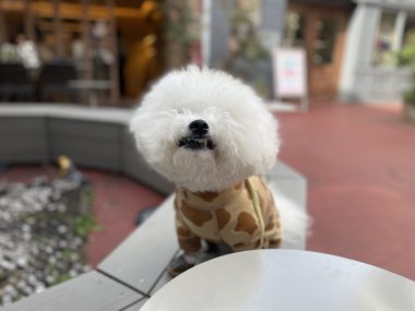 ビションフリーゼ　おもち  おもさんぽ彡 IMG_8472-380x285