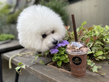 ビションフリーゼ　おもち  おもさんぽ彡 IMG_8474-380x285