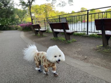 ビションフリーゼ　おもち  おもさんぽ彡 IMG_8475-380x285