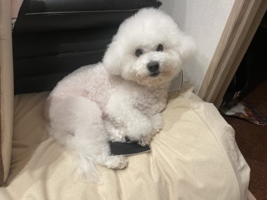 ビションフリーゼ　おもち  おもさんぽ彡 IMG_8477-380x285