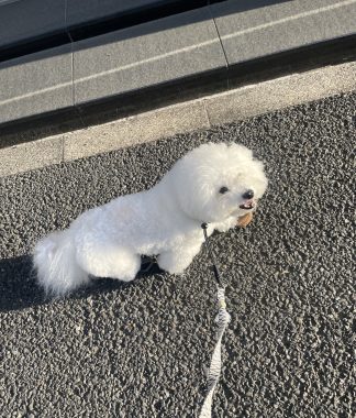 ビションフリーゼ　おもち  石野卓球展とおもさんぽ彡 IMG_8519-1-324x380