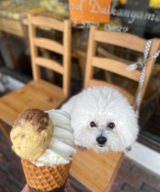 ビションフリーゼ　おもち  石野卓球展とおもさんぽ彡 IMG_8522-317x380