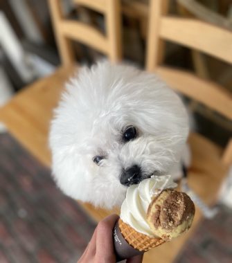 ビションフリーゼ　おもち  石野卓球展とおもさんぽ彡 IMG_8529-335x380