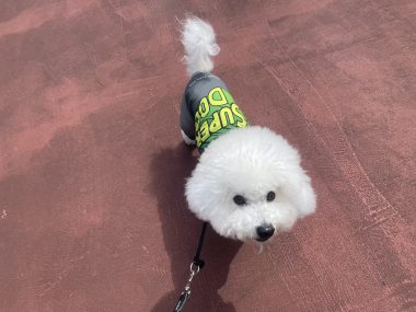 ビションフリーゼ　おもち  ふくさんぽ彡 IMG_8545-380x285