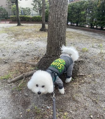 ビションフリーゼ　おもち  ふくさんぽ彡 IMG_8552-334x380