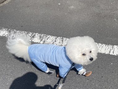 ビションフリーゼ　おもち  お友だちが、おじ&ふくらむちゃんのお見舞い IMG_8572-380x285