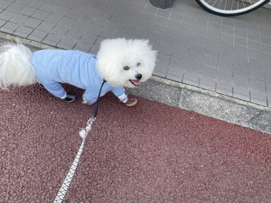 ビションフリーゼ　おもち  お友だちが、おじ&ふくらむちゃんのお見舞い IMG_8573-380x285