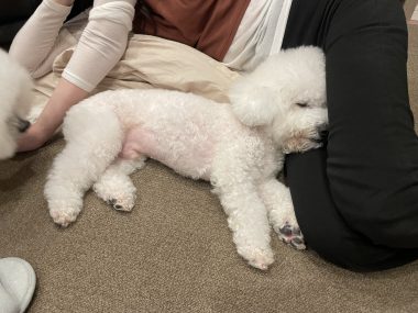 ビションフリーゼ　おもち  お友だちが、おじ&ふくらむちゃんのお見舞い IMG_8591-380x285