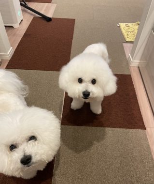 ビションフリーゼ　おもち  お友だちが、おじ&ふくらむちゃんのお見舞い IMG_8601-319x380