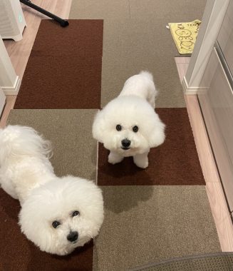 ビションフリーゼ　おもち  お友だちが、おじ&ふくらむちゃんのお見舞い IMG_8602-327x380