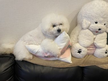 ビションフリーゼ　おもち  お友だちが、おじ&ふくらむちゃんのお見舞い IMG_8603-380x285
