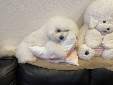 ビションフリーゼ　おもち  お友だちが、おじ&ふくらむちゃんのお見舞い IMG_8604-380x285