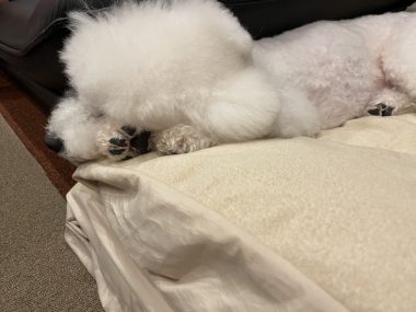 ビションフリーゼ　おもち  お友だちが、おじ&ふくらむちゃんのお見舞い IMG_8605-380x285