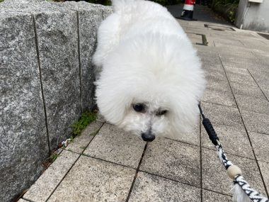 ビションフリーゼ　おもち  おもふくさんぽ彡 IMG_8622-380x285