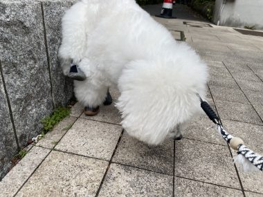 ビションフリーゼ　おもち  おもふくさんぽ彡 IMG_8623-380x285