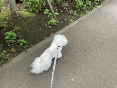 ビションフリーゼ　おもち  おもふくさんぽ彡 IMG_8626-380x285