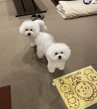 ビションフリーゼ　おもち  おもふくさんぽ彡 IMG_8629-336x380