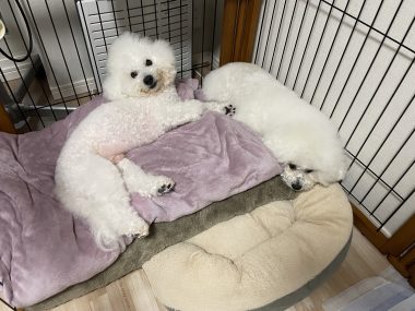 ビションフリーゼ　おもち  おもふくさんぽ彡 IMG_8635-380x285