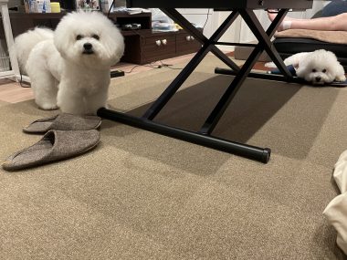 ビションフリーゼ　おもち  おもふくさんぽ彡 IMG_8662-380x285