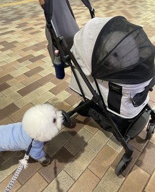 ビションフリーゼ　おもち  ふくらむ医療センター診察の日 IMG_8683-308x380