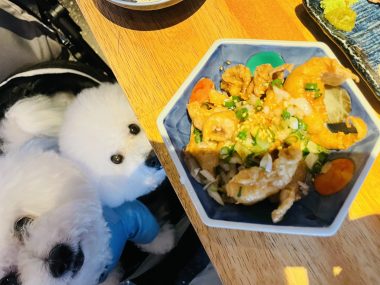ビションフリーゼ　おもち  ふくらむ医療センター診察の日 IMG_8693-380x285