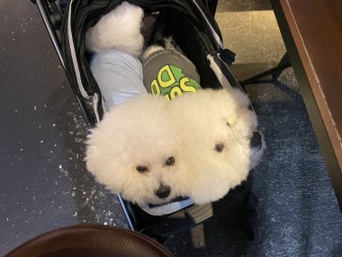ビションフリーゼ　おもち  ふくらむ医療センター診察の日 IMG_8697-380x285