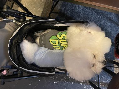 ビションフリーゼ　おもち  ふくらむ医療センター診察の日 IMG_8698-380x285
