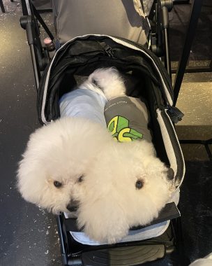 ビションフリーゼ　おもち  ふくらむ医療センター診察の日 IMG_8699-1-304x380