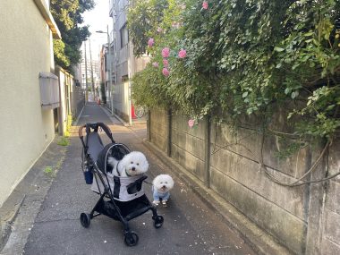 ビションフリーゼ　おもち  おもふくさんぽ彡おじランチ IMG_8729-380x285