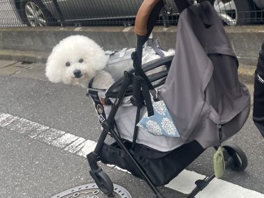 ビションフリーゼ　おもち  おもふくさんぽ彡おじ飯 IMG_8750-380x285