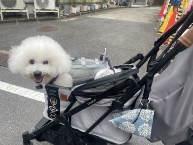 ビションフリーゼ　おもち  おもふくさんぽ彡おじ飯 IMG_8752-380x285