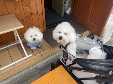 ビションフリーゼ　おもち  おもふくさんぽ彡おじ飯 IMG_8758-380x285
