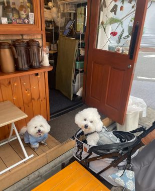 ビションフリーゼ　おもち  おもふくさんぽ彡おじ飯 IMG_8759-309x380