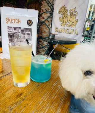 ビションフリーゼ　おもち  おもふくさんぽ彡おじ飯 IMG_8770-320x380