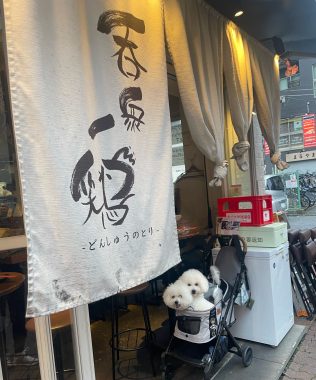 ビションフリーゼ　おもち  おもふくさんぽ彡おじ飯 IMG_8773-316x380