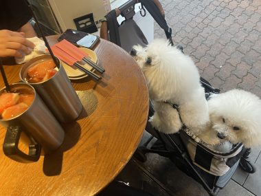 ビションフリーゼ　おもち  おもふくさんぽ彡おじ飯 IMG_8777-380x285